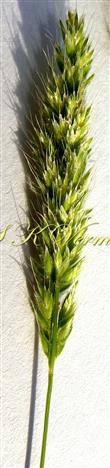  Inflorescence